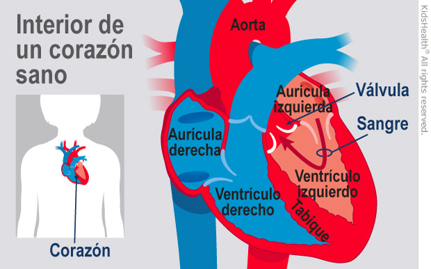 Corazón